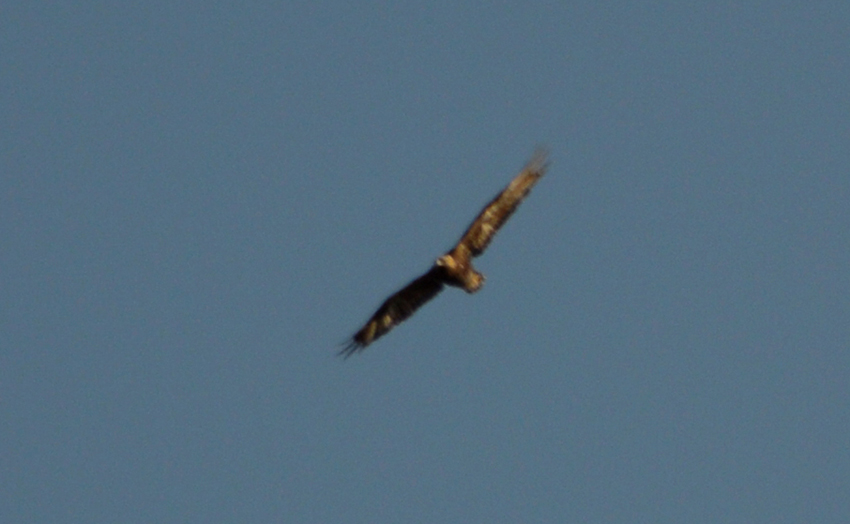 Aquila Reale